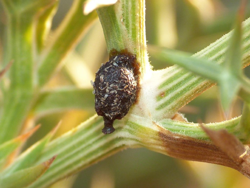 Pseudoanthidium sp. (Apidae Megachilinae), femmina